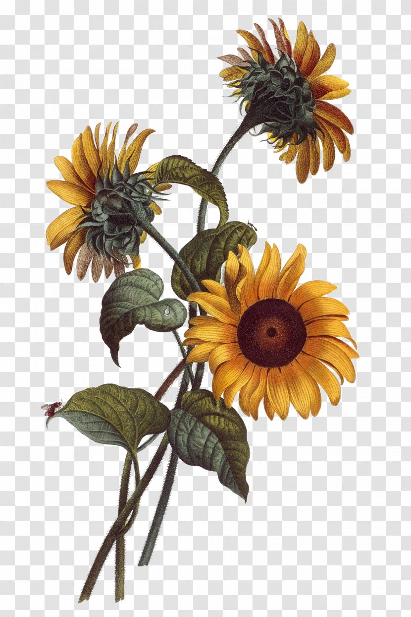 Common Sunflower Watercolor Painting Drawing Botanical Illustration - Botany - Hand Painted Transparent PNG