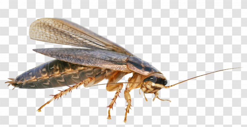 American Cockroach Blattodea La Cucaracha Transparent PNG