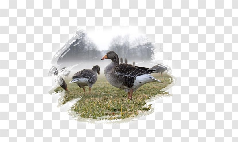 Greylag Goose Domestic Bird Emperor Hunting - Quality Duck Farm Transparent PNG