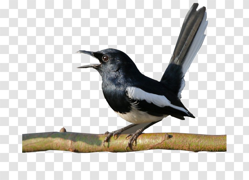 Bird Sounds Oriental Magpie-robin Android - Beak Transparent PNG