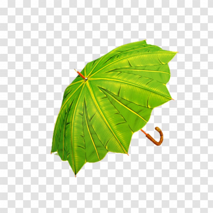 Umbrella Rain Auringonvarjo - Plant Pathology - Green Transparent PNG