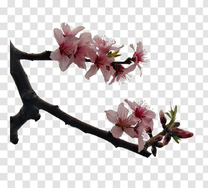 Plum Blossom Raster Graphics - Cherry - Peach Transparent PNG