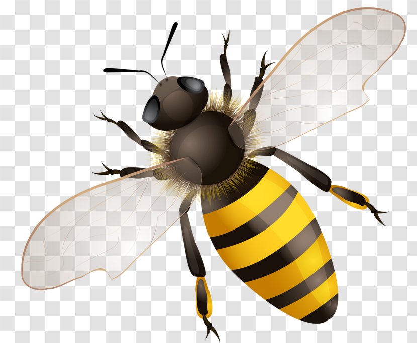 Honey Bee Hornet Vector Graphics Stock Photography Transparent PNG