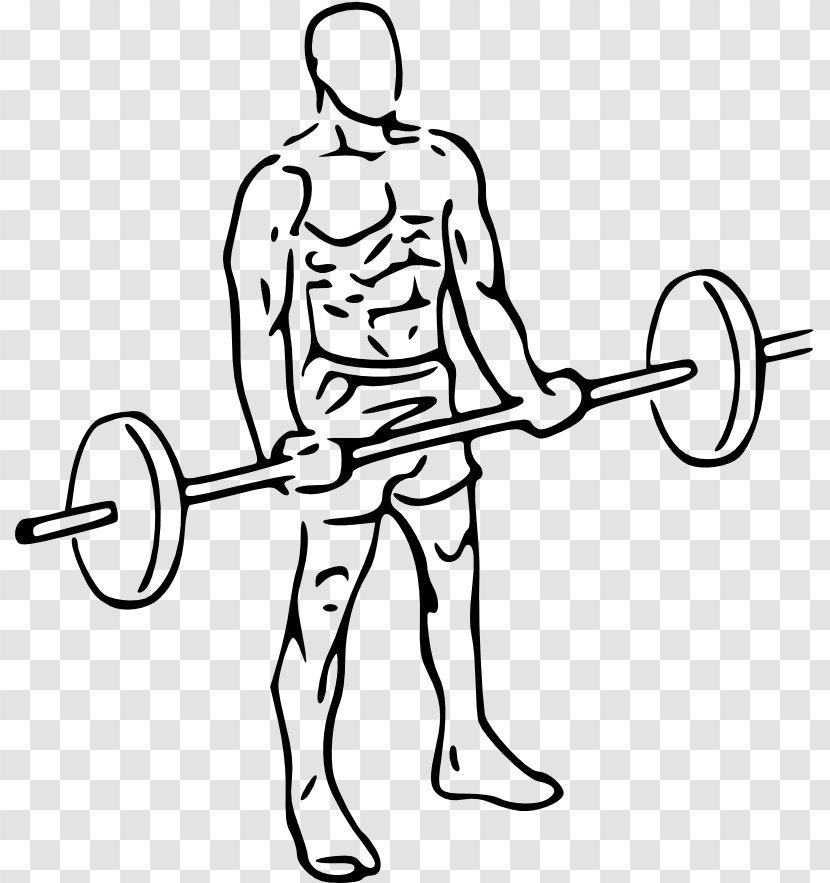 Biceps Curl Barbell Dumbbell Physical Exercise - Cartoon Transparent PNG