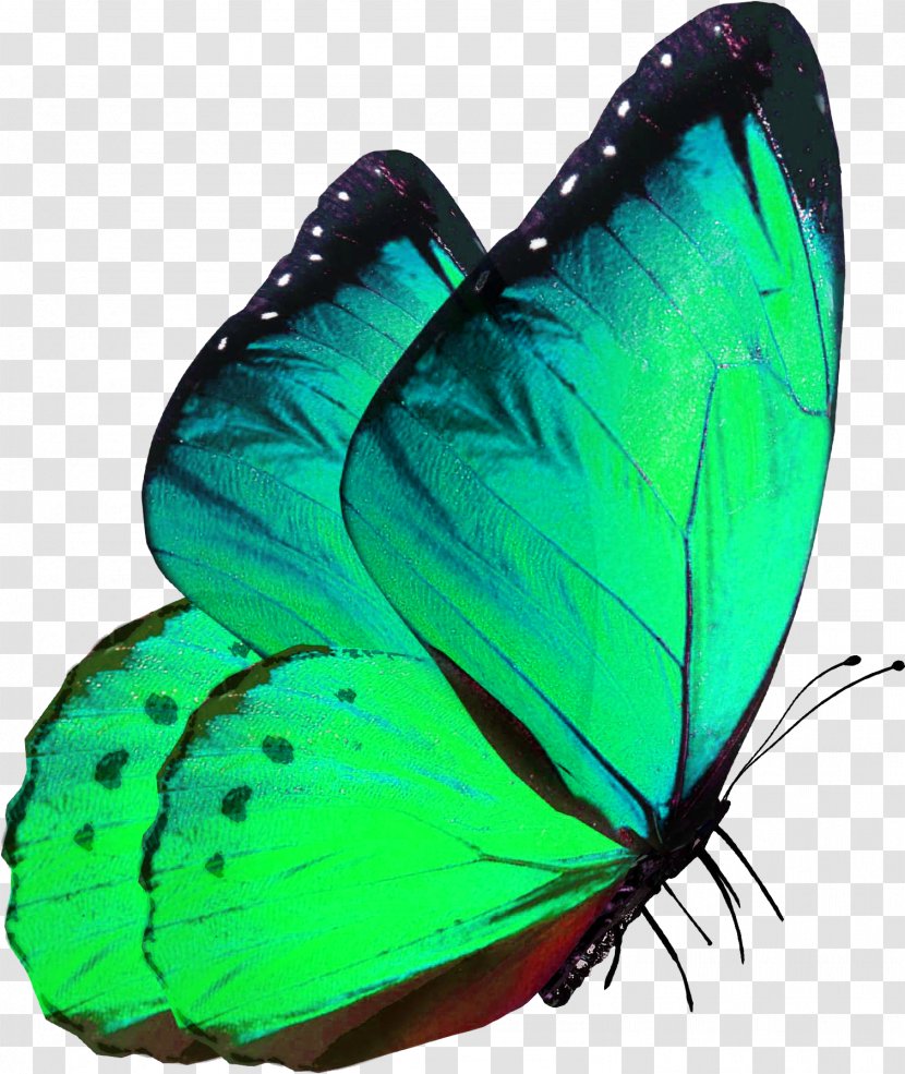 Alcon Blue Insect Gossamer-winged Butterflies Glasswing Butterfly Monarch - Gossamerwinged - Images Green Transparent PNG