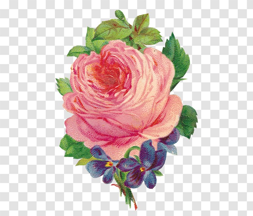 Garden Roses Flower Clip Art - Rose Order - Rattan Transparent PNG