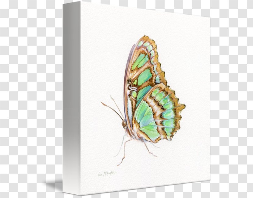 Nymphalidae Butterfly Gallery Wrap Canvas Art - Glossy Butterflys Transparent PNG
