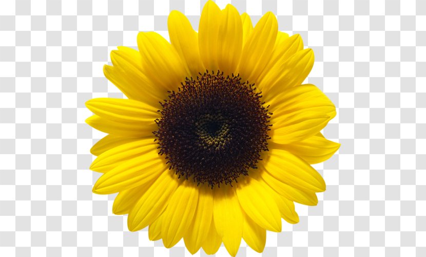 Common Sunflower Clip Art - Petal - Sticker Transparent PNG