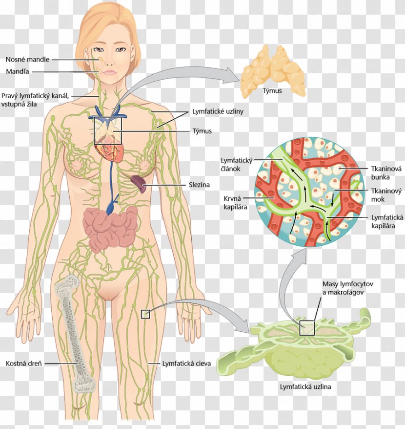 Lymphatic System Vessel Anatomy Human Body - Frame - Lung Transparent PNG