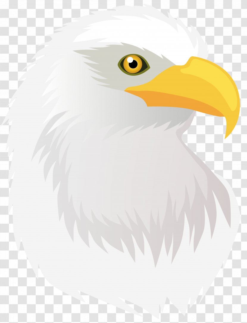 Bald Eagle Hawk - Illustration - Head Transparent Clip Art Image Transparent PNG