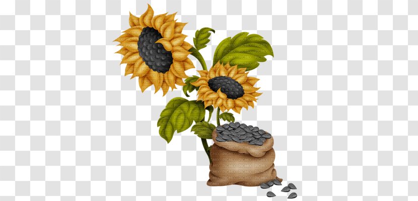Common Sunflower Seed Clip Art - Food - Flower Transparent PNG