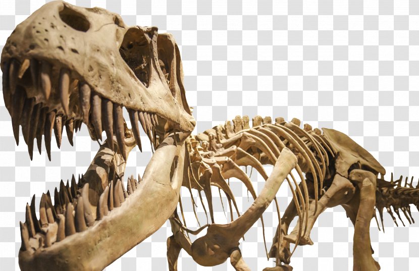 Dinosaur Museum Isle Tyrannosaurus Triceratops Brachylophosaurus - Paleontology - Fossil Transparent PNG