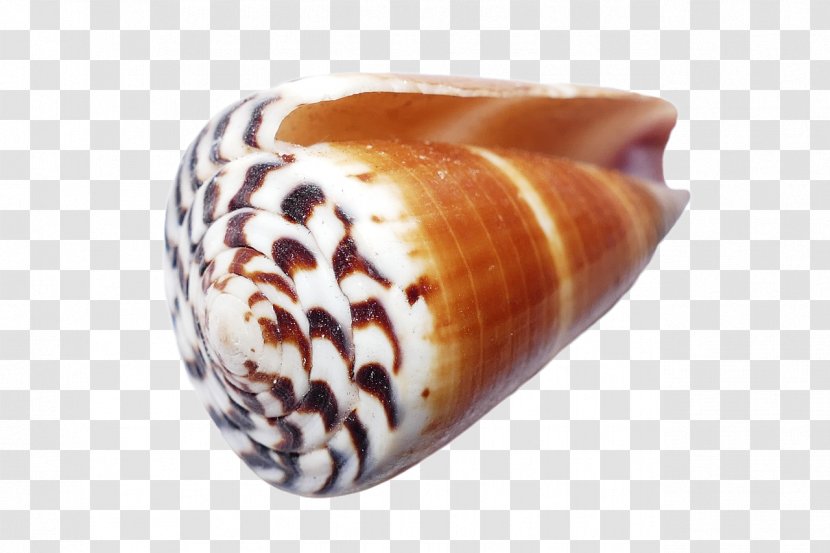Seashell Molluscs Conchology Transparent PNG
