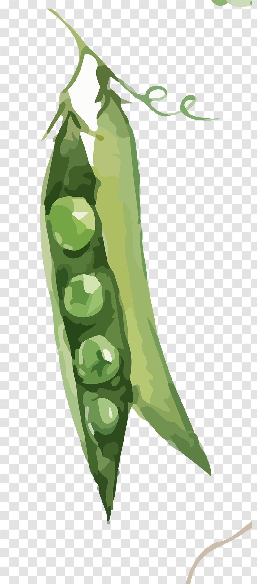 Pea Soup Green Bean Vegetable - Leaf - Hand-painted Eggplant Transparent PNG