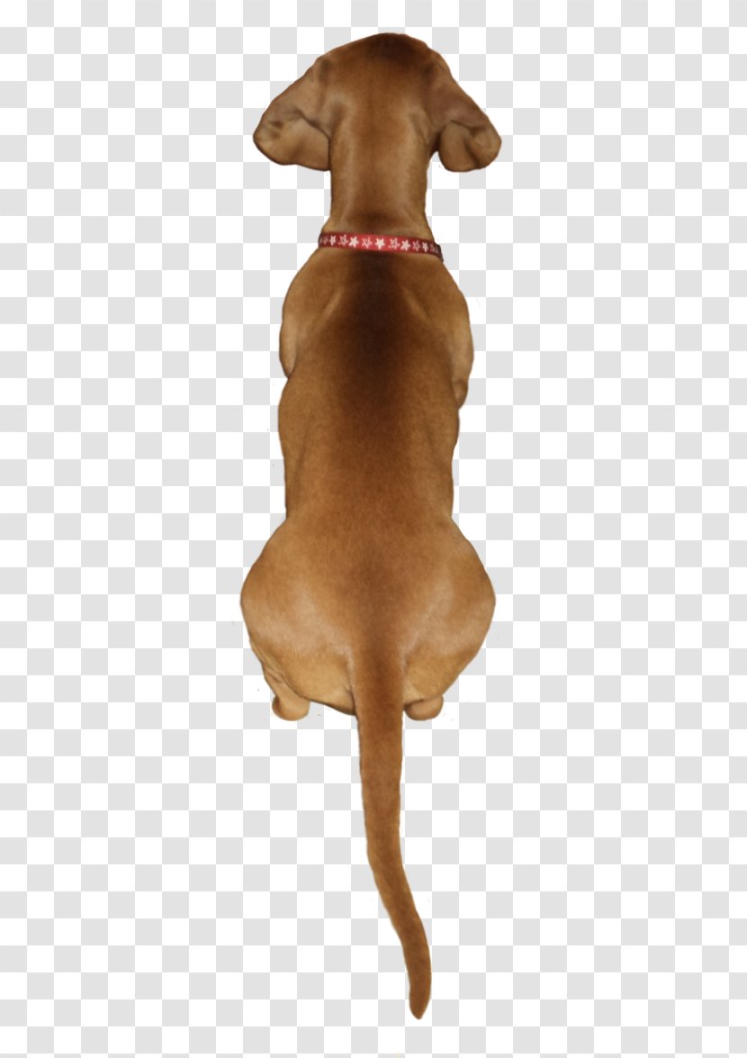 Vizsla Redbone Coonhound Dog Breed Puppy Black And Tan - Carnivoran Transparent PNG