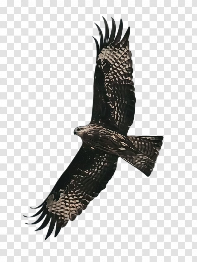 Bird Of Prey Kite Eagle Accipitridae - Vulture Hawk Transparent PNG