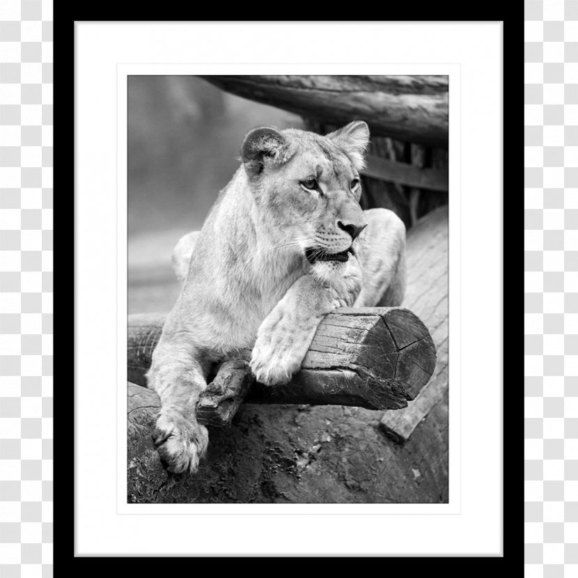 Lion Cat Tiger Felidae Wildlife - Terrestrial Animal - African Prints Transparent PNG