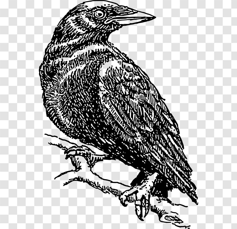 Crow Common Raven Clip Art - Silhouette - Vector Transparent PNG