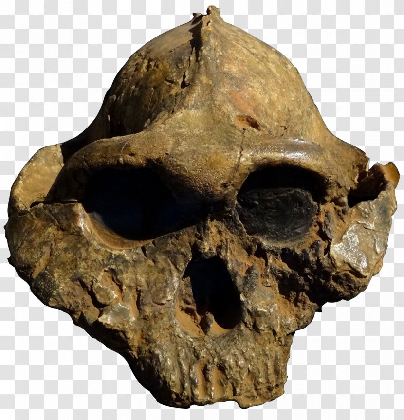 Olduvai Gorge Paranthropus Boisei Robustus Skull OH 5 Transparent PNG