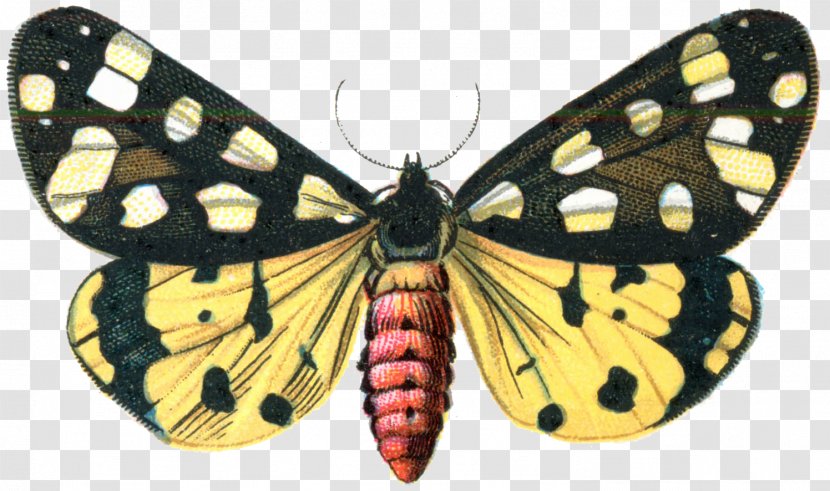 Butterfly Digital Image Clip Art - Moth Transparent PNG