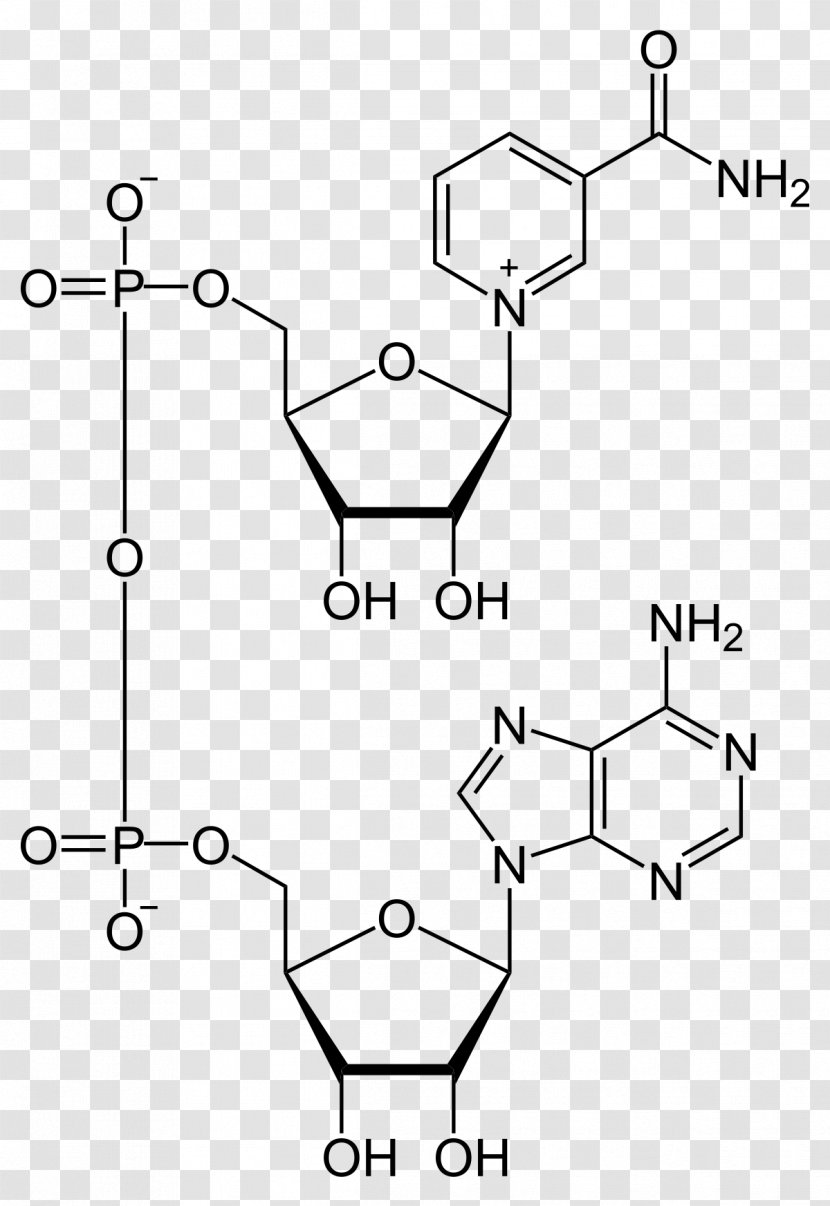 Nicotinamide Adenine Dinucleotide Phosphate Cofactor - Drawing - Glucose6phosphate Dehydrogenase Transparent PNG