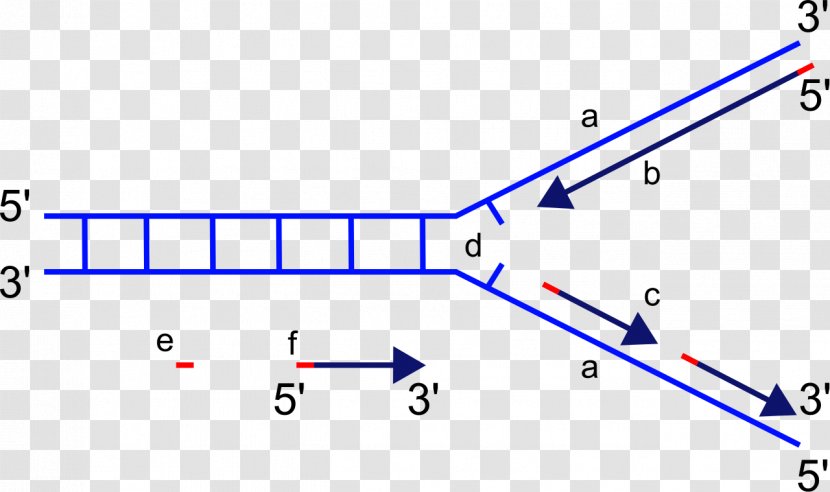 DNA Replication Polymerase Directionality Fork - Diagram - Rna Transparent PNG