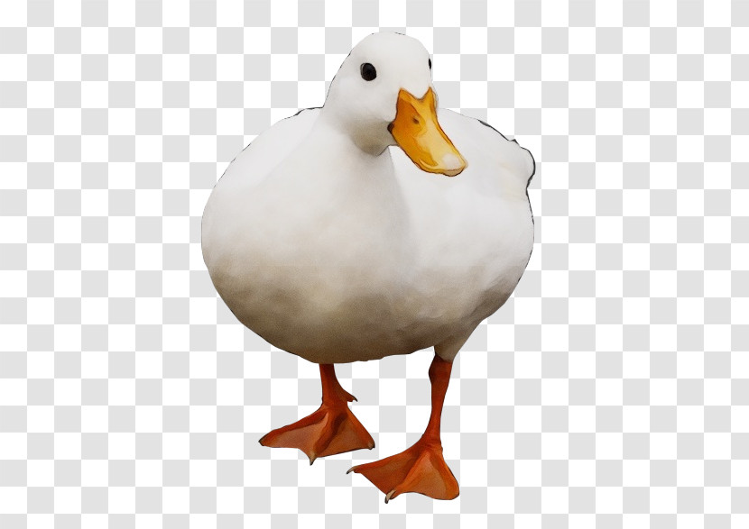 Bird Duck Water Bird Beak Ducks, Geese And Swans Transparent PNG