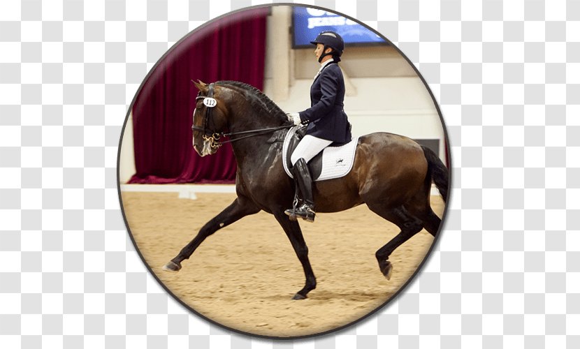 Hunt Seat Andalusian Horse Dressage Bridle Stallion - Equestrian Sport - Like Mammal Transparent PNG
