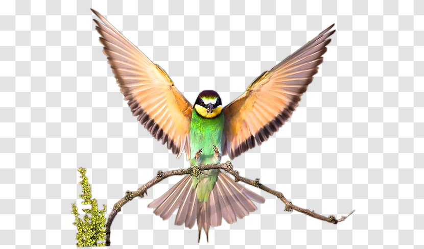 Bird Budgerigar Desktop Wallpaper Vertebrate Beak - Coraciiformes - Oiseaux Aquarelles Transparent PNG