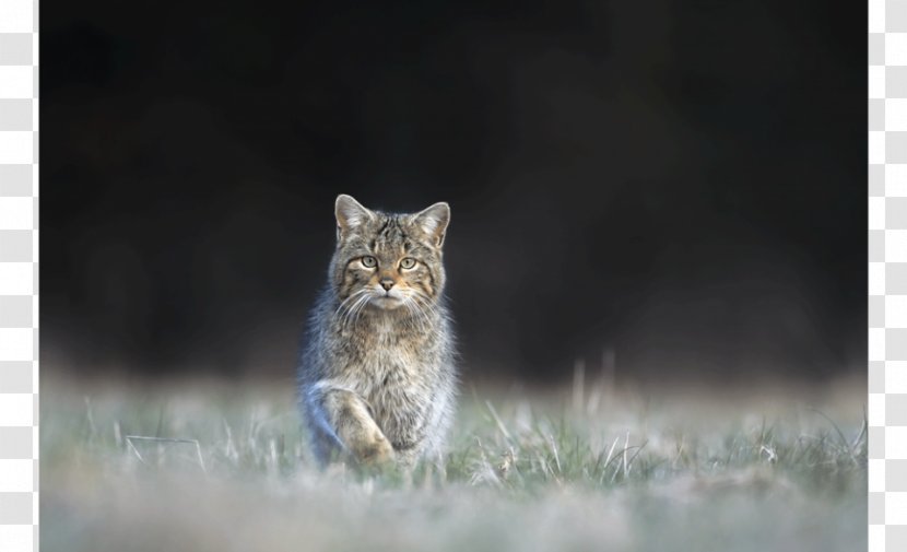 Charolles Charolais, France Mâcon Whiskers Charollais Sheep - Wild Cat - Dor Transparent PNG