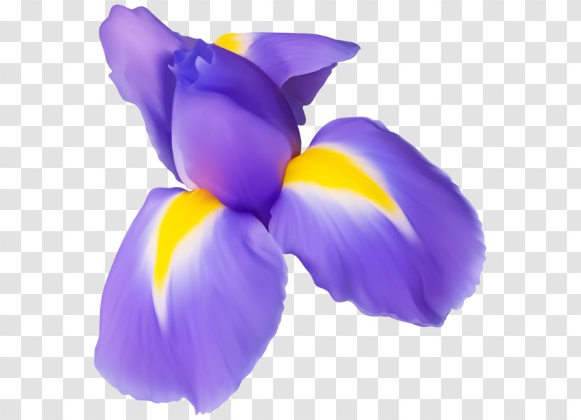 Flower Clip Art - Purple - Bones Transparent PNG
