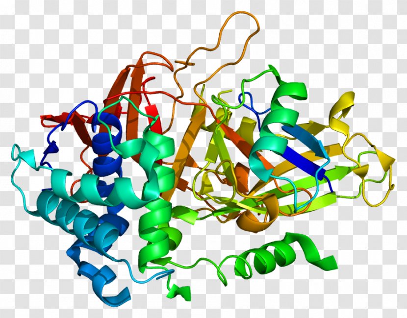 USP2 Protein Mdm2 Gene Ubiquitin - Heart - Frame Transparent PNG