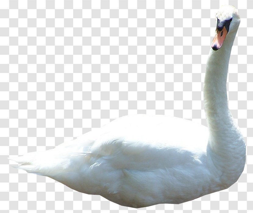 Mute Swan Cygnini 3D Computer Graphics - Fauna - Fly Transparent PNG