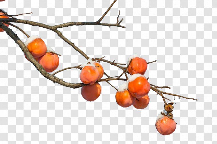 Persimmon Branch Fruit - Winter Persimmons Transparent PNG