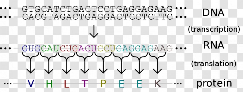 Genetic Code Translation DNA RNA - Diagram - Detail Map Of Bacteria And Viruses Transparent PNG