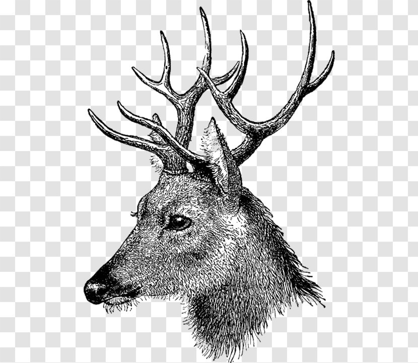 Drawing Elk Mixed Media Deer - Printmaking Transparent PNG