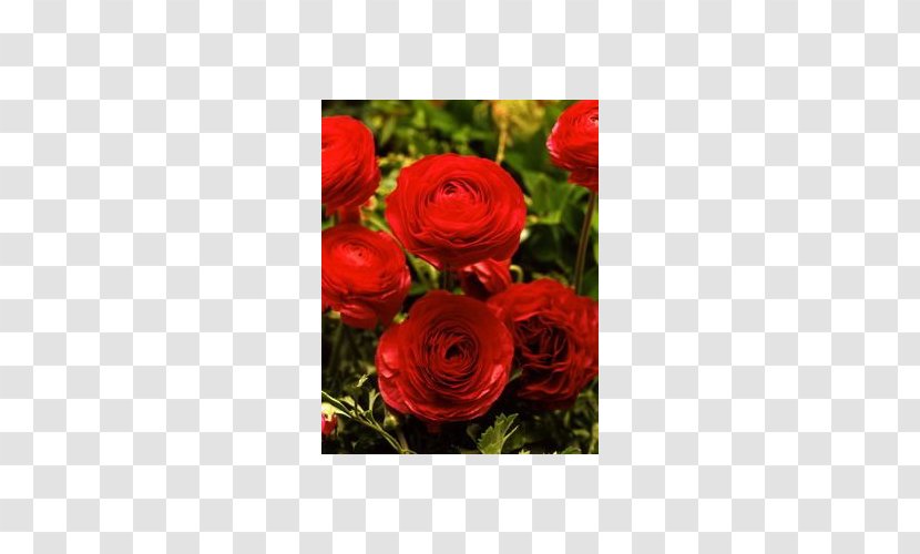 Garden Roses Red Ranunculus Asiaticus Cut Flowers - Color - Flower Transparent PNG