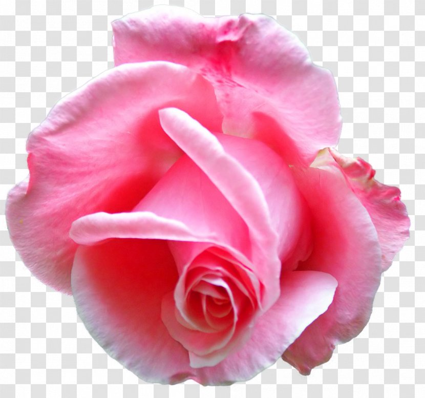 Flower Rose Bud Floral Design Emblem - Petal - Creative Patterns Transparent PNG