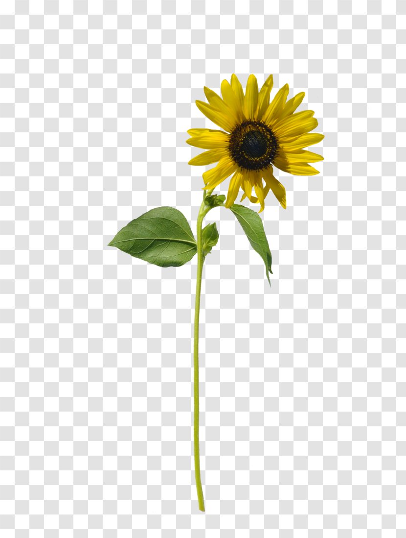 Common Sunflower Art Seed - Yellow - Bey Single Life Transparent PNG