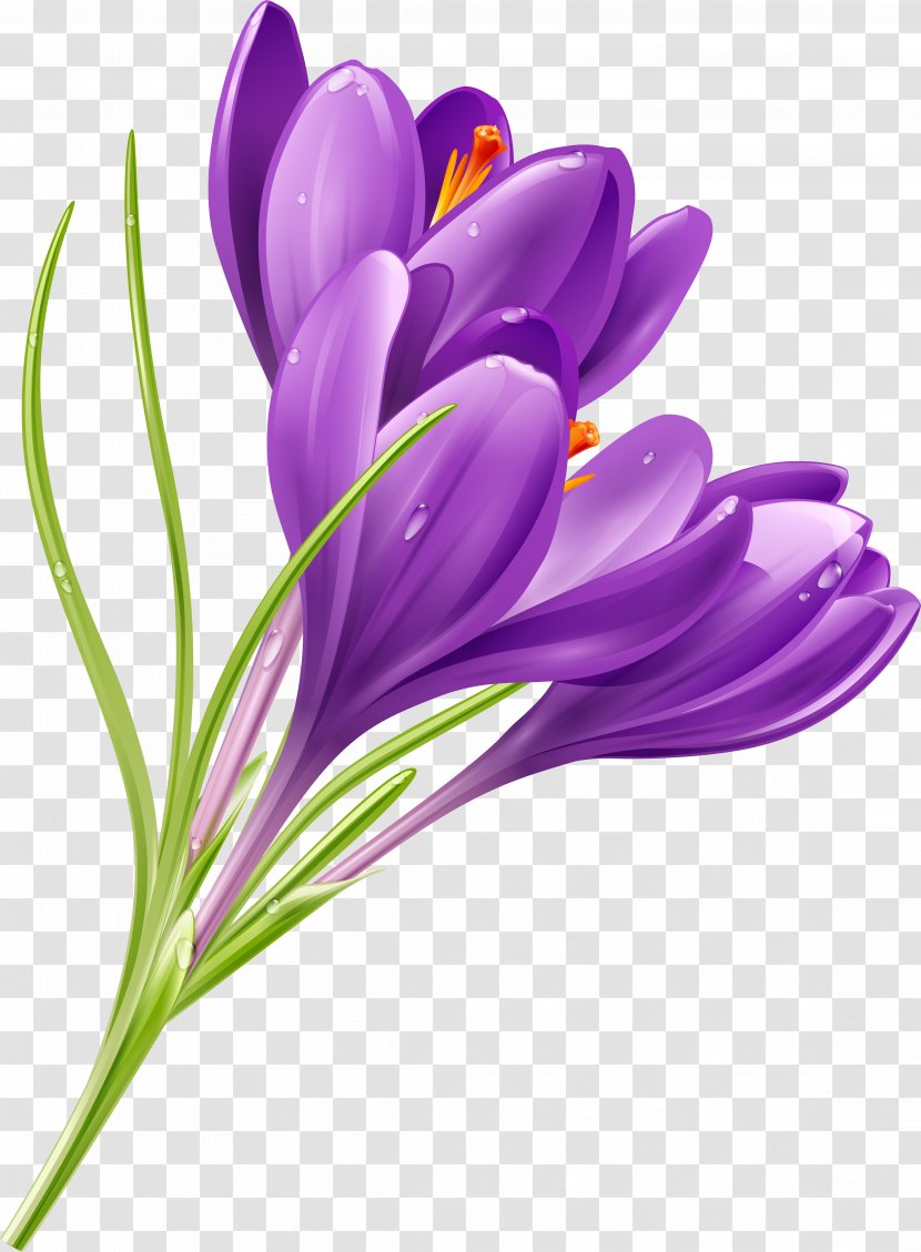Crocus Flower Purple Clip Art - Bouquet Transparent PNG