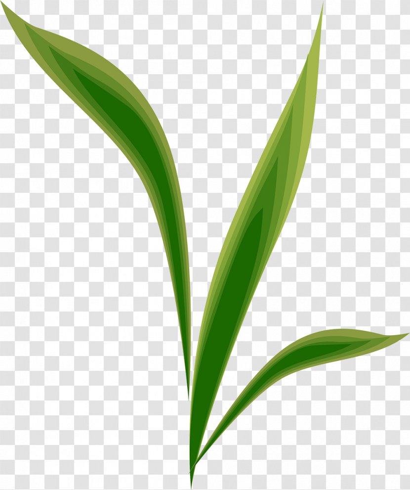 Leaf Plant Stem Desktop Wallpaper Grasses Commodity Transparent PNG