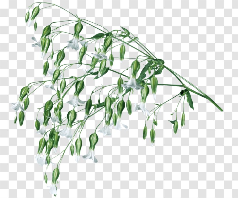 Flower Rose Herbaceous Plant Stem - Tree Transparent PNG