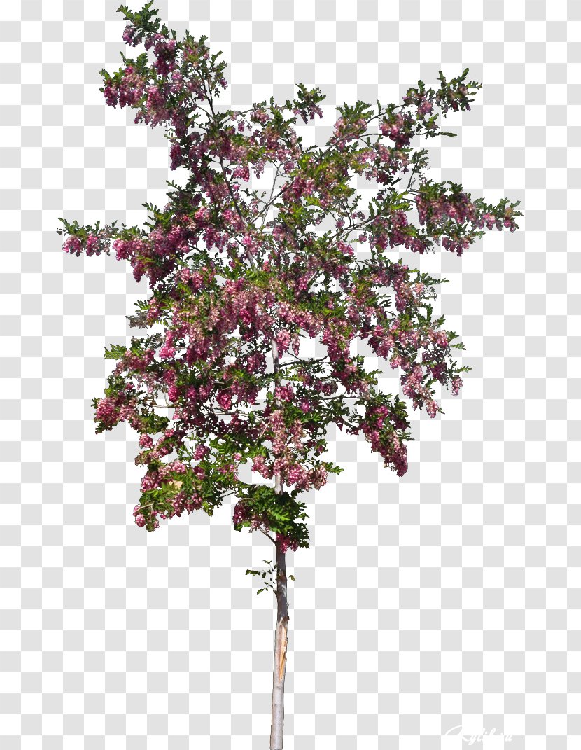 Shrub Tree Flowering Plant Rose Plants - Crape Myrtle Transparent PNG