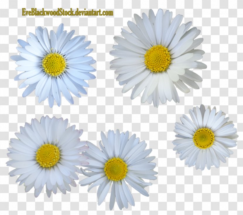Flowerstock Daisy Family Common - Daisys Transparent PNG