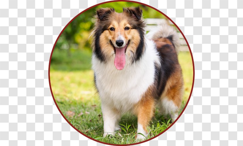 Shetland Sheepdog Old English German Shepherd Australian Welsh - Hunde Transparent PNG