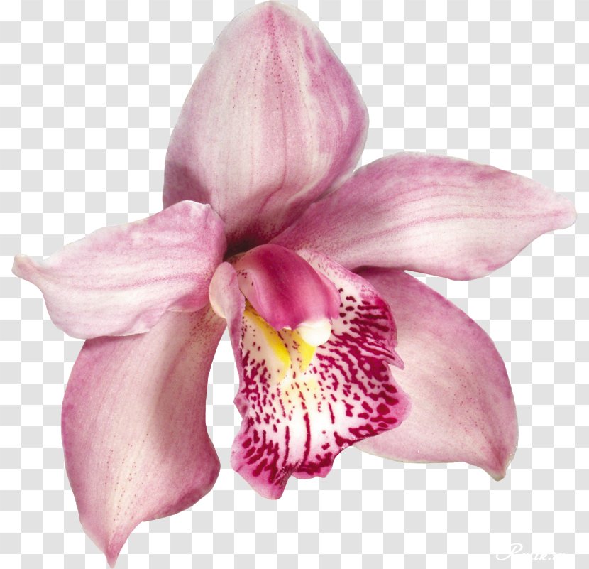 Orchids Clip Art - Flowering Plant - A Beautiful Roommate Who Receives Flowers Transparent PNG