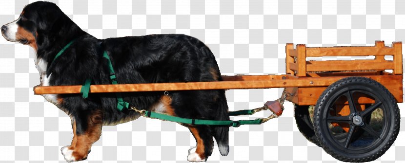 Dog Breed Bernese Mountain Rein Puppy - Horse Harnesses Transparent PNG