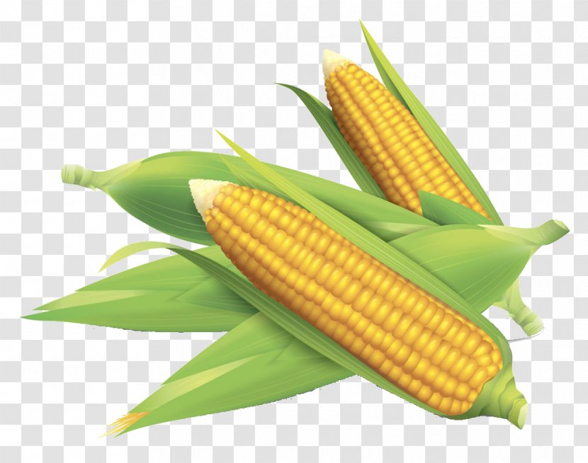 Corn On The Cob Maize Field - Ingredient Transparent PNG