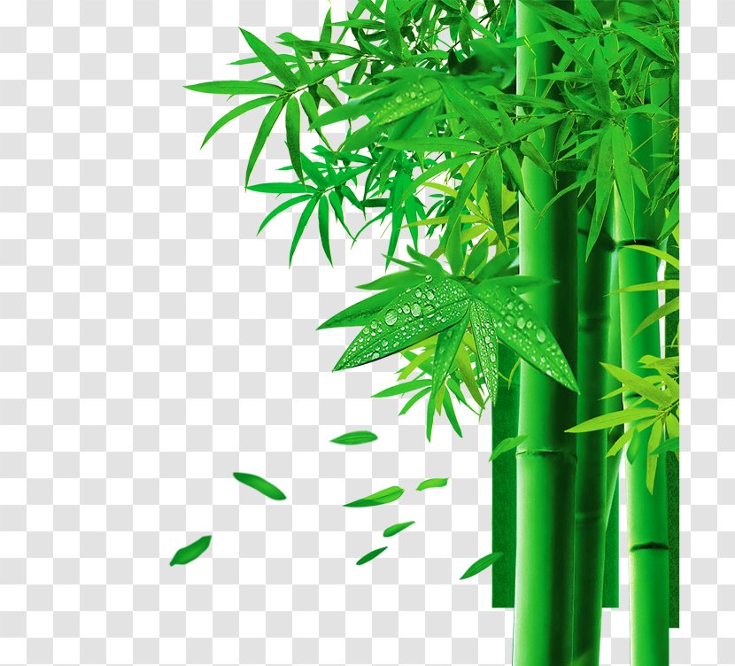 Zongzi Bamboo 3D Computer Graphics - Plant Stem - Effect Element,bamboo,Green Transparent PNG
