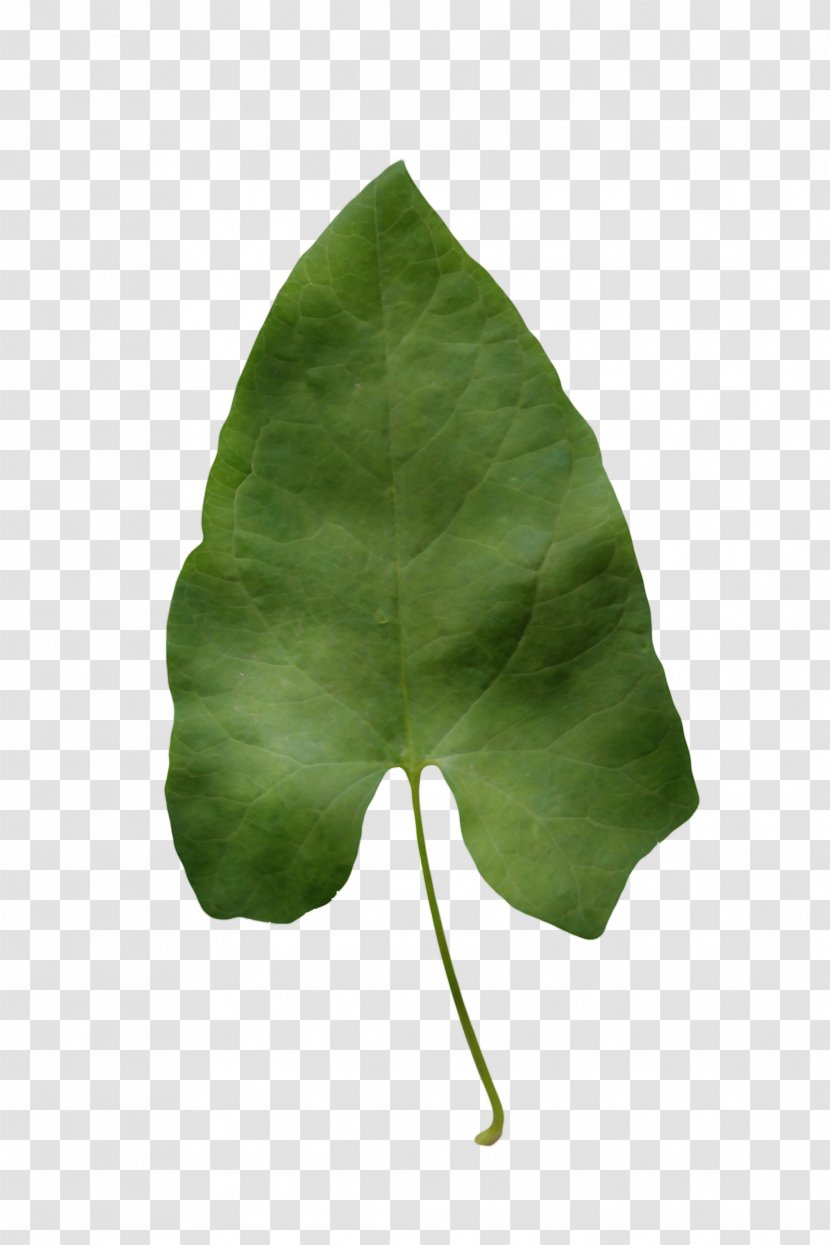 Green Leaf Watercolor - Flower - Plane Alismatales Transparent PNG
